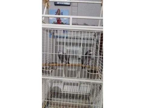 2 adet 4 yaşında jako papağanı acil satılık