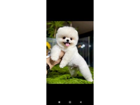Pomeranian boo yavruları tuvalet eğitimi başlanmış