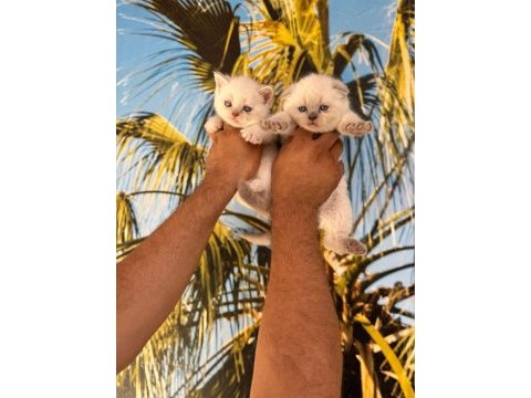 Elma şekeri british shorthair ve scottish