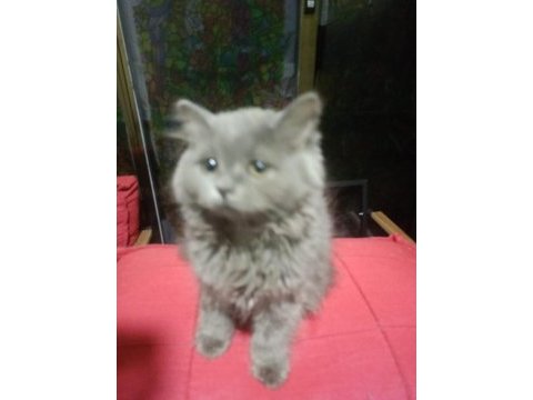 2 aylık tüylü büyük pati british longhair