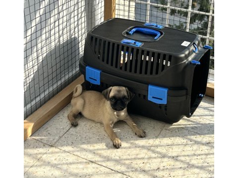 Erkek pug mops 55 günlük