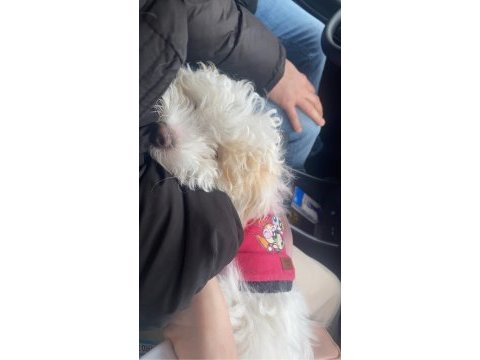 5 aylık maltipoo yavru