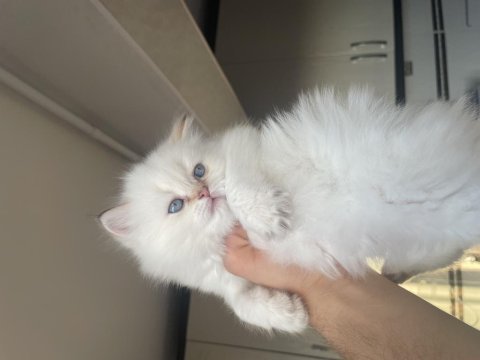 Üst kalite british longhair dişi yavrularım