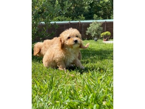 Ruhsatli çiflikten maltipoo yavrulari 