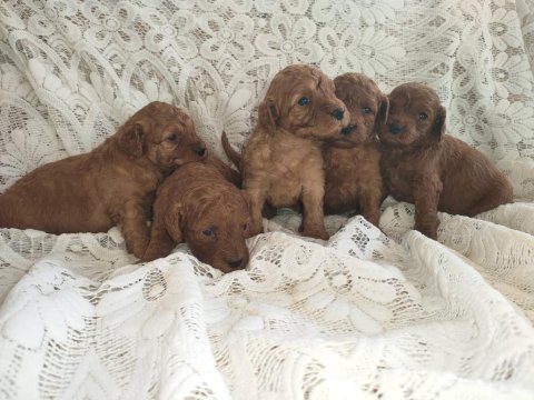 Sevimli ve oyuncu toy poodle yavrularımız