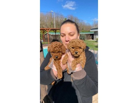 Red brown toy poodle yavruları istanbul