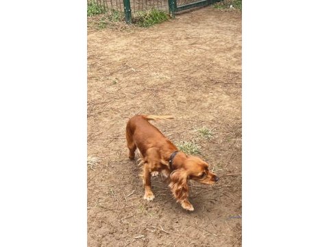 1,5 yaşında ingiliz cocker sahiplendirme