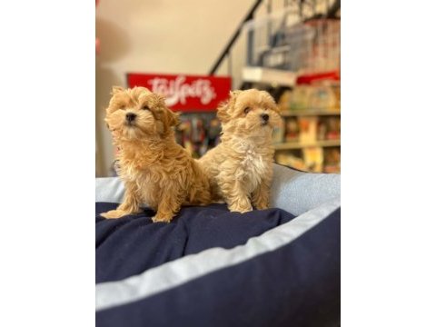 Tüy dökmeyen hi̇poalerjeni̇k safkan teacup malti̇poo