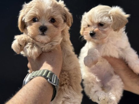 Petmode köpek çiftliğinde ziyarete açık maltipoo