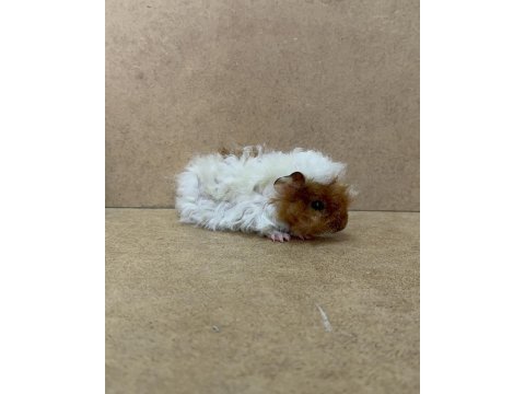 Ginepig yavrularımız gün içi gönderim sağlanmakta