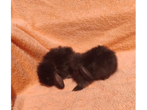 Hollanda teddy lop tavşanı