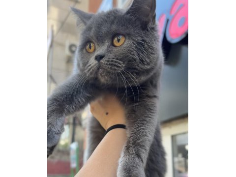 British shorthair dişi 4 aylık mamaya sahiplendirilecek