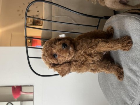 Birbirinden güzel toy poodle bebeklerimiz