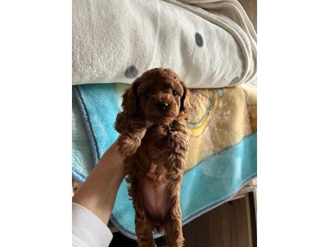3 kilo toy poodle yavrularımız hazır