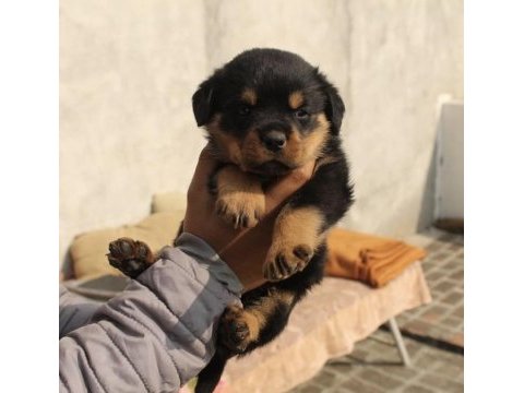 Türkiye geneli ırk sağlık ve kapıda ödeme garantili