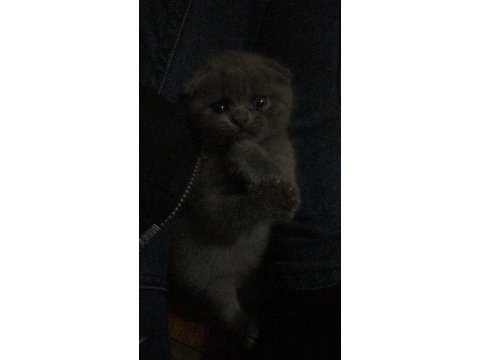 Scottish fold yavru kedimi ve annesini sahiplendiriyorum
