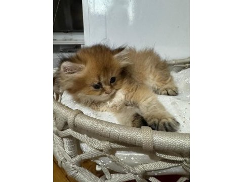 2 aylık british longhair yavrular yuva beklemektedir