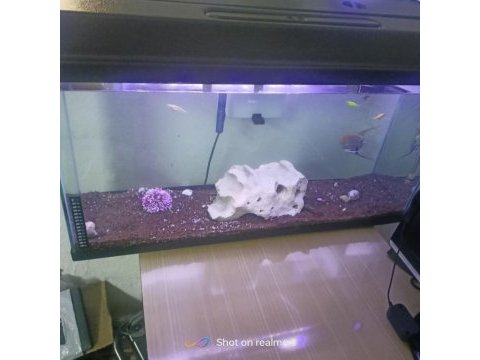 Hazır kurulu akvaryum