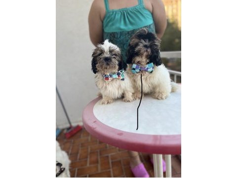 Shih-tzu bebeklerimiz yeni evlerini arıyor (2 adet erkek)