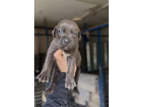Üst kalite cane corso yavruları