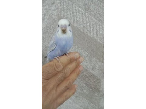 30 günlük erkek yavru muhabbet kuşu