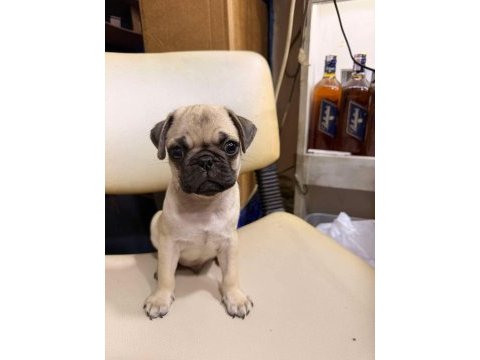 Hamburger face gül kuyruk pug mops bebek