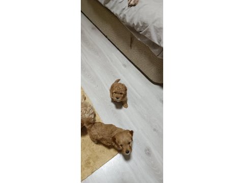 Birbirinden tatlı kaliteli toy poodle yavrularımız