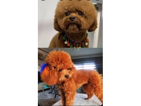 15 günlük kore kan safkan toy poodle bebekler
