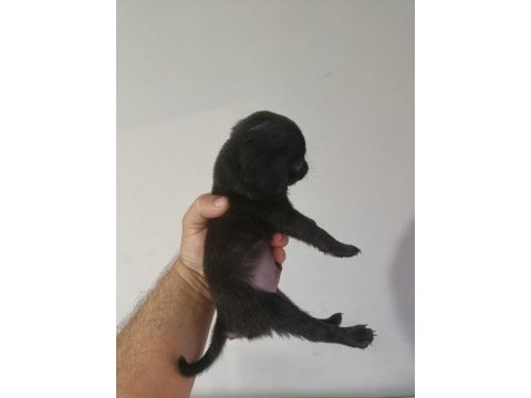 Siyah erkek pug yavru