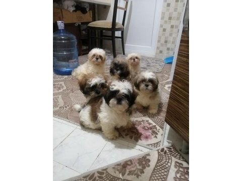 Yeni yıl şekerleri shih tzu yavrularımız