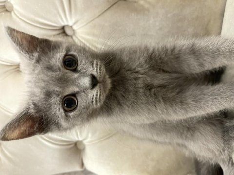 Sahiplendirme british shorthair