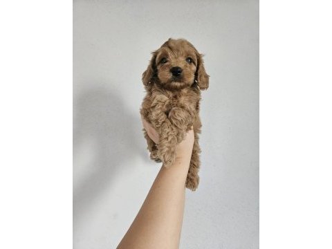 Toy poodle yavrularımız