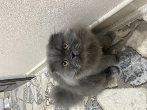 Yavrumun yavrusu british longhair