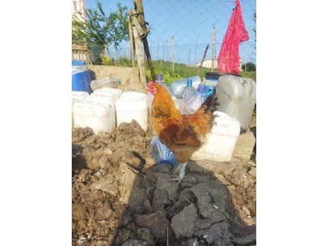 2 adet köy horozu