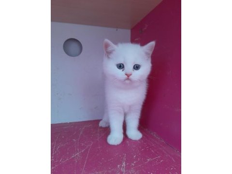 British shorthair 50 günlük yavrular (ankara)