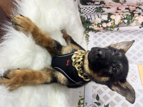 Alman kurdu k9 iki aylık