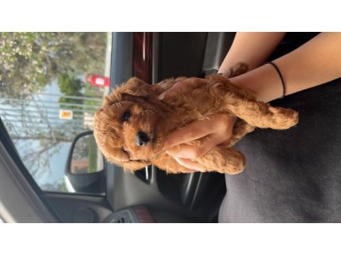 Oyuncu poodle yavrularımız yeni sahiplerini arıyor