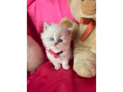 Safkan british longhair bebeklerim