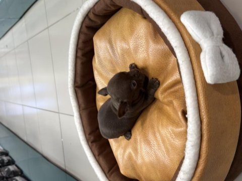 Erkek dişi chihuahua yavrularımız