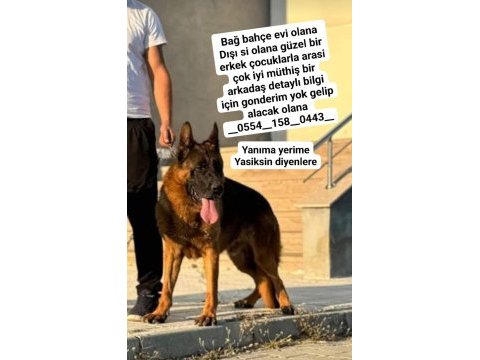 Üst seviye alman çoban köpeği erkek