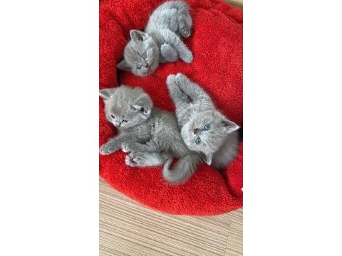 British shorthair yavrular