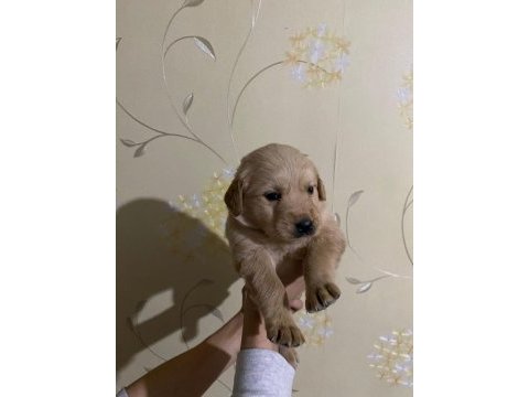 İki aylık golden retriever yavrular