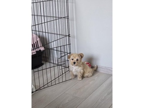 3 aylık maltipoo
