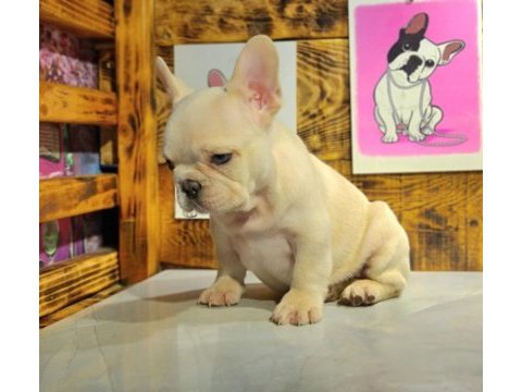 Egzotik renk french bulldog bebeklerimiz