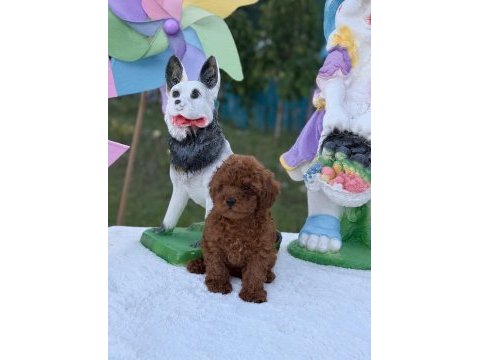 Sağlık garantili ev üretimi orjinal toy poodle