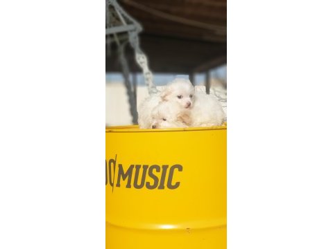 Kar beyaz terrier yavrular