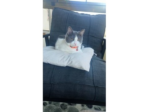 Kedilerimiz 3 aylık dişi ve 1.5 yaşında annesi