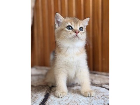 Golden british shorthair yavrular