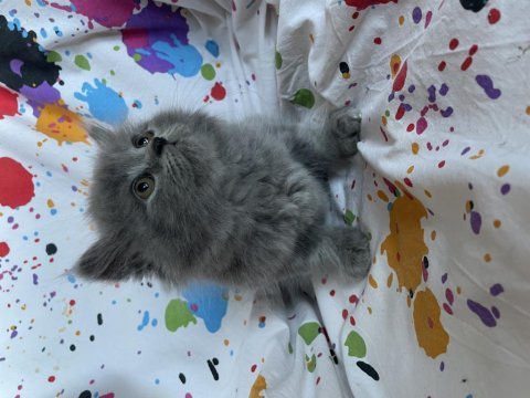 British longhair bebek kediler