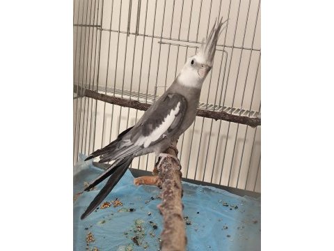 2 yaşında erkek wf sultan papağanı